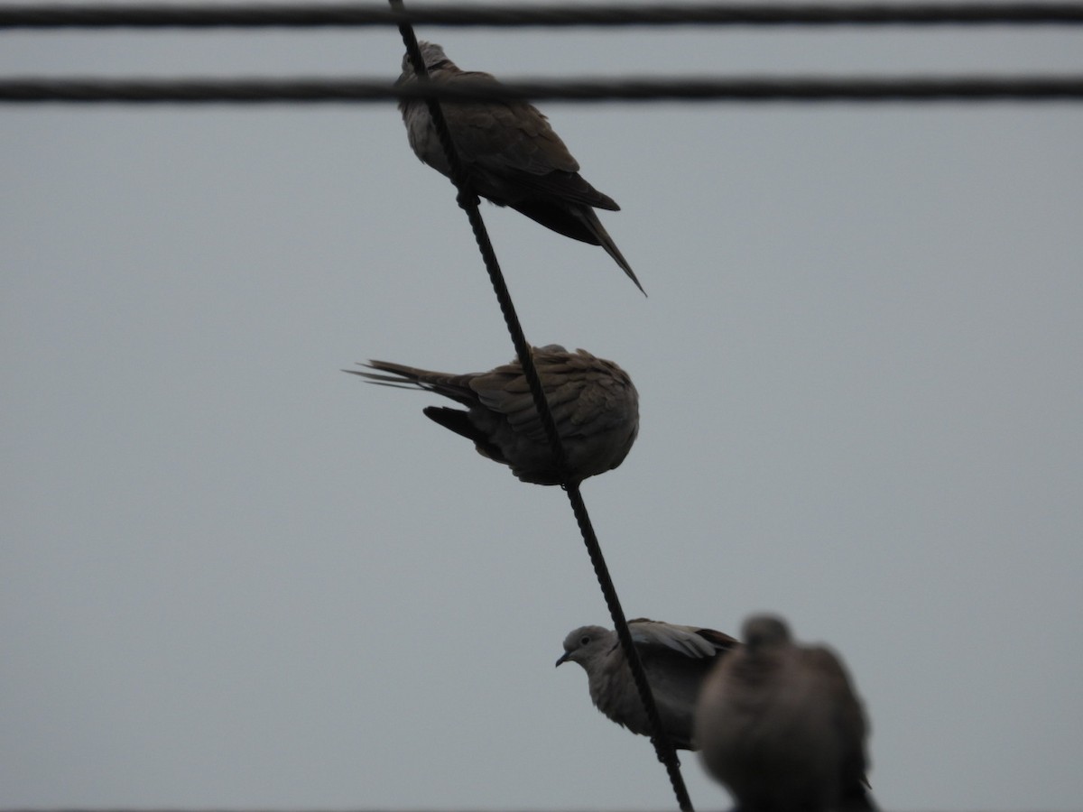 Eurasian Collared-Dove - ML620564064