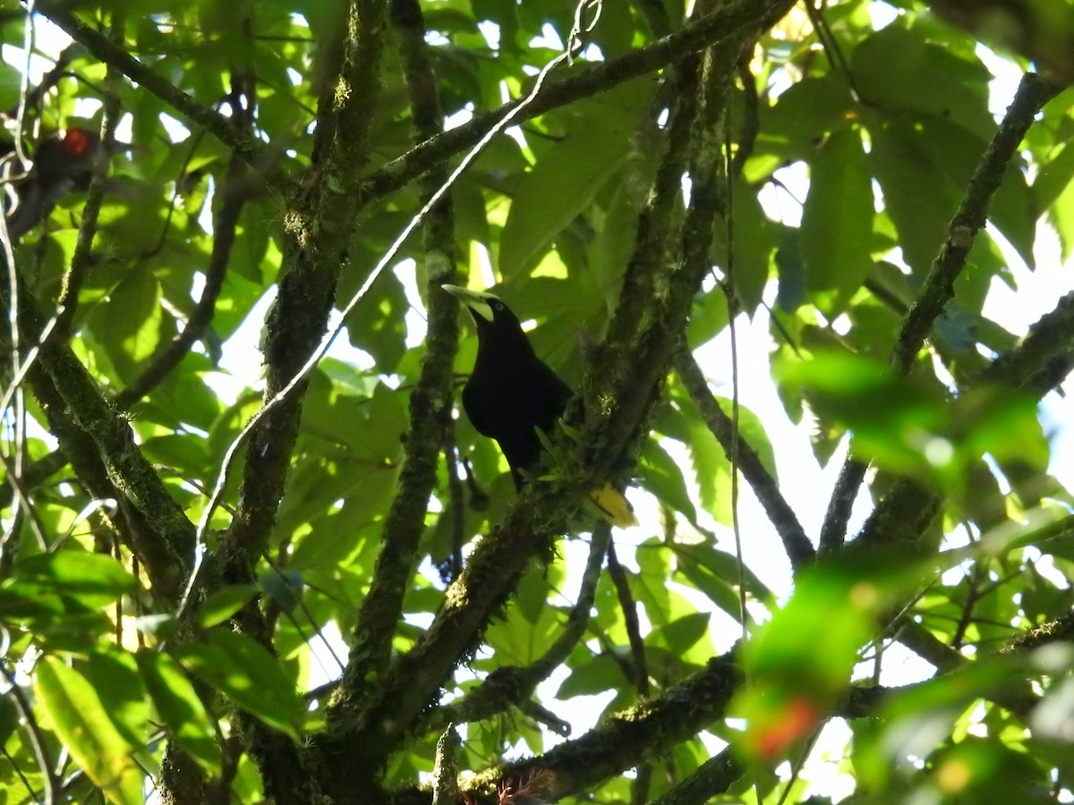 Chestnut-headed Oropendola - ML620564066