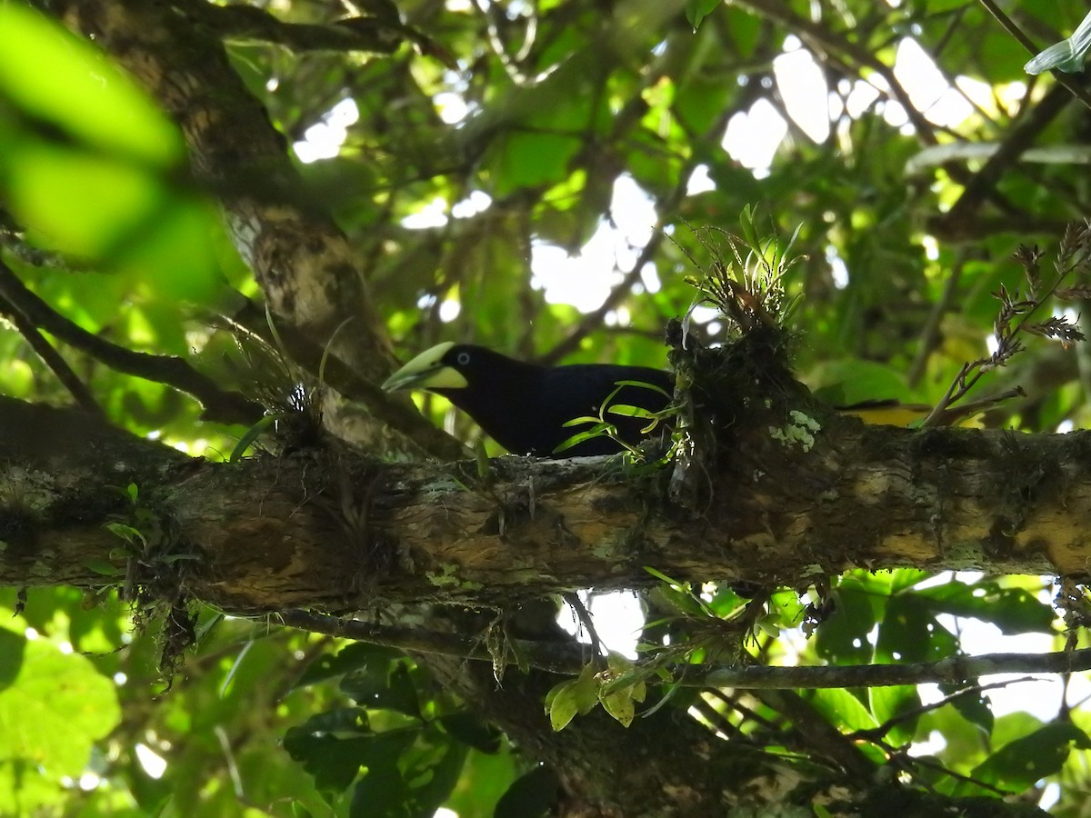 Chestnut-headed Oropendola - ML620564068