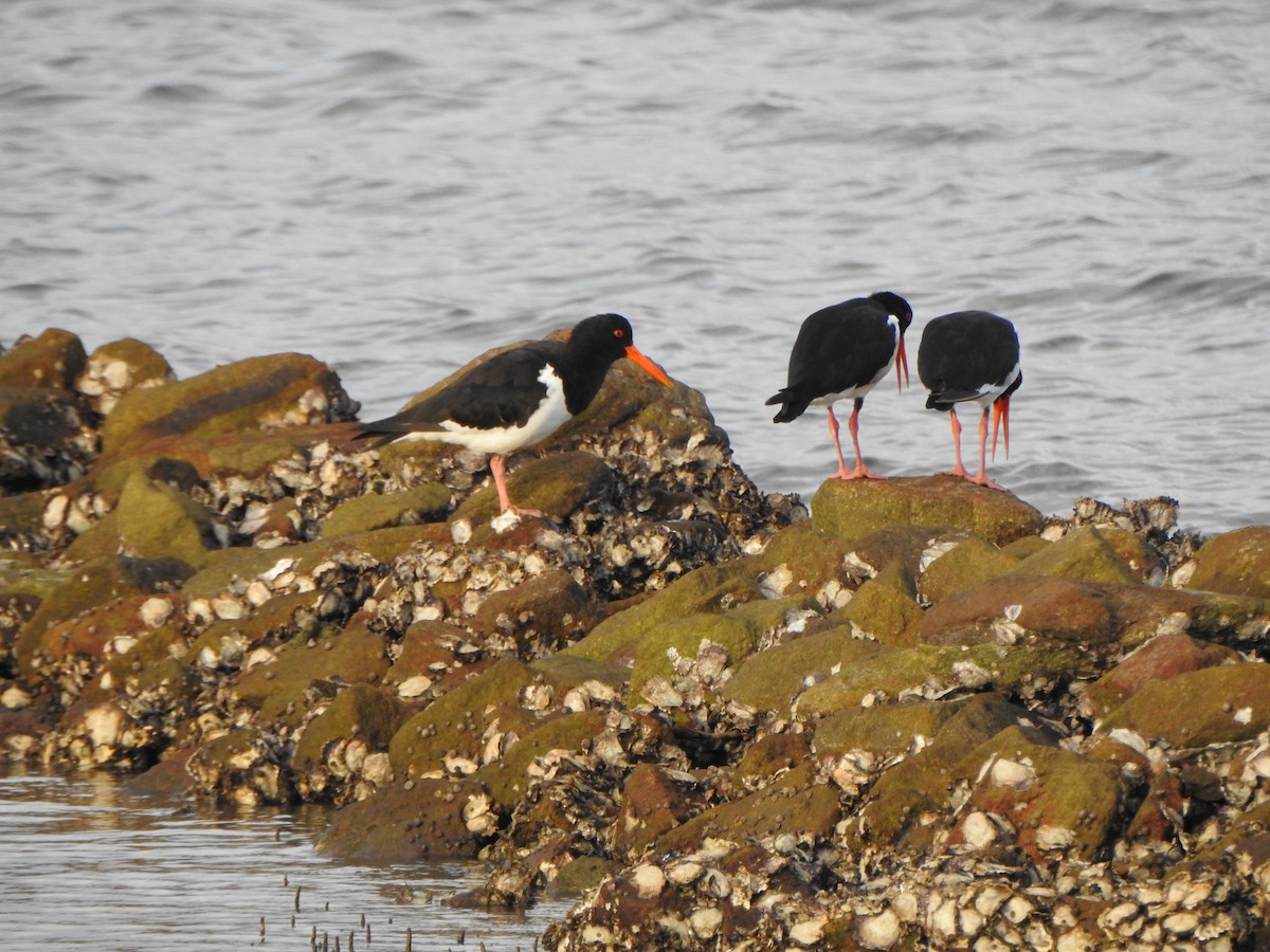 Pied Oystercatcher - ML620564069