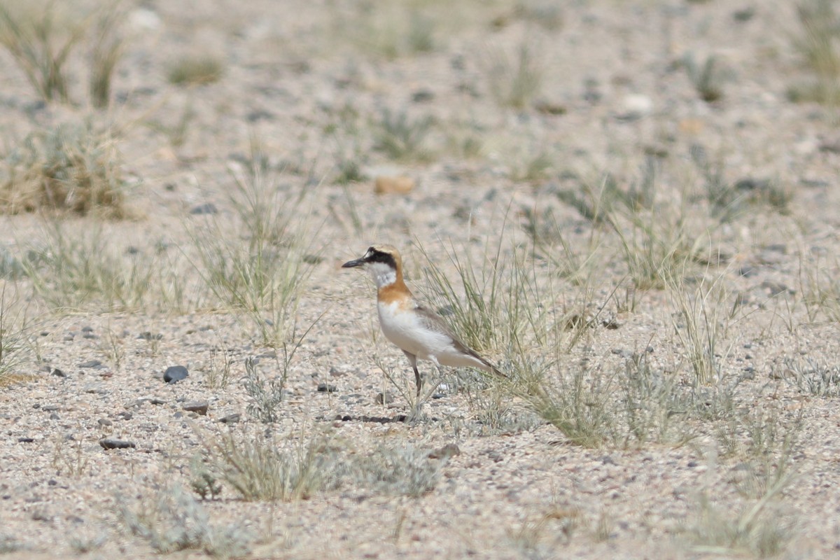 Greater Sand-Plover - ML620564070