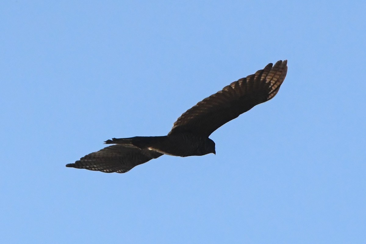 Aguilucho Lagunero del Pacífico - ML620564075