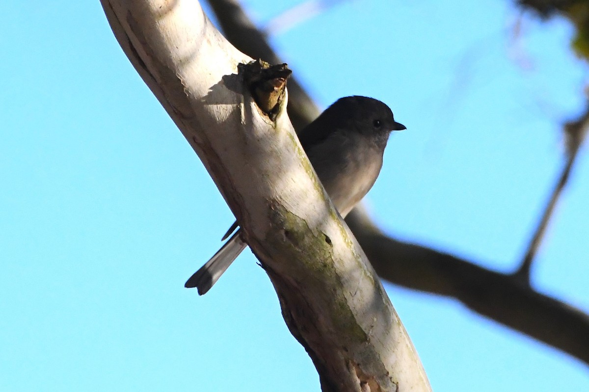 Golden Whistler - ML620564078