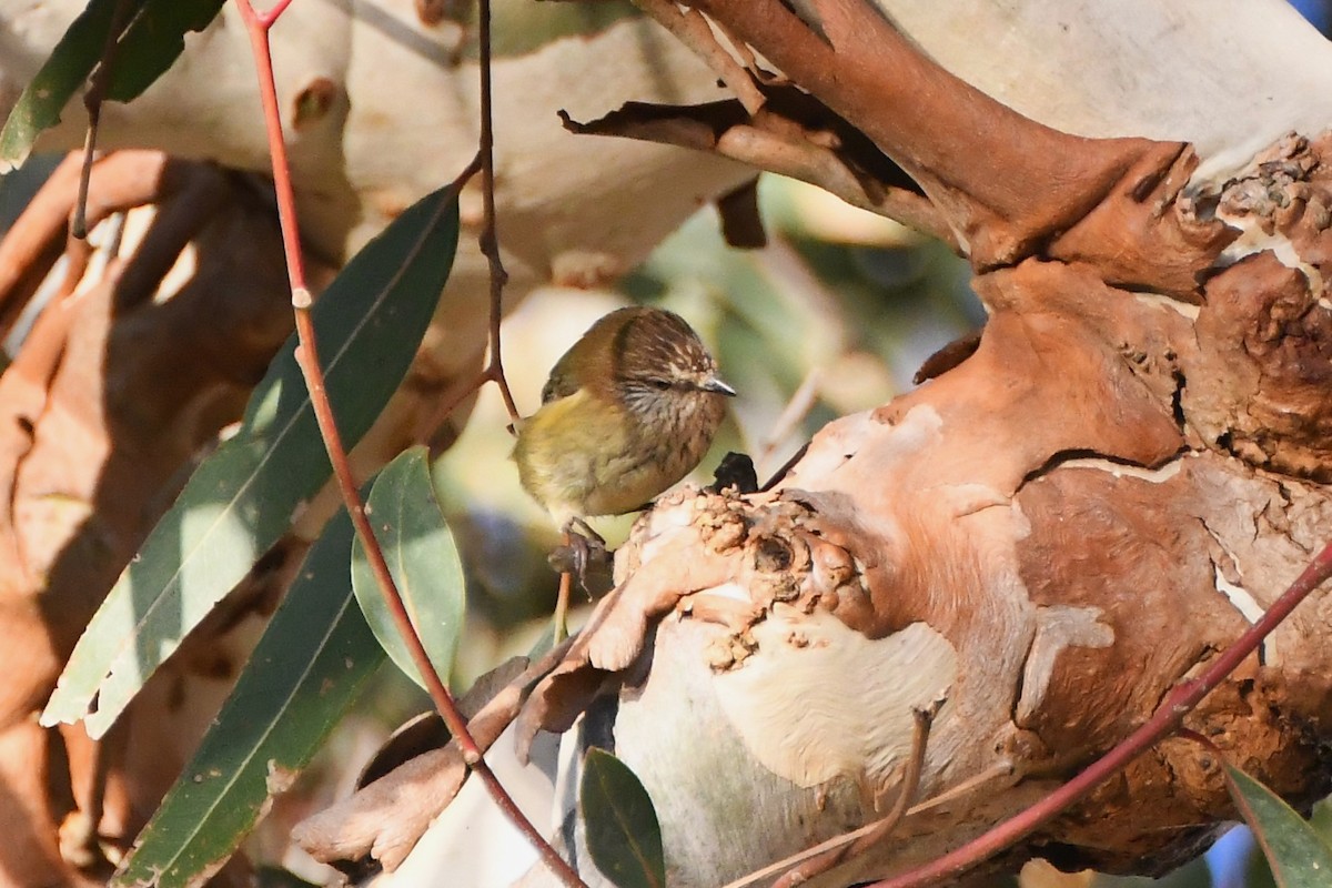 Striated Thornbill - ML620564079