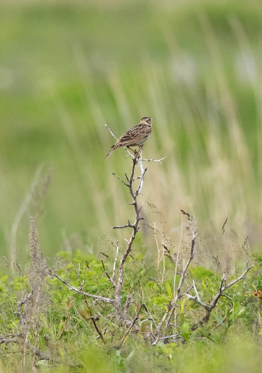 Eurasian Skylark - ML620564080