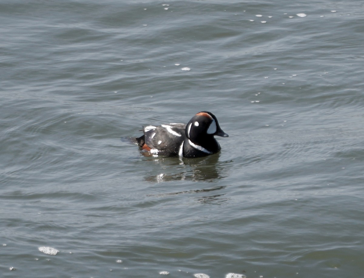 Pato Arlequín - ML620564084