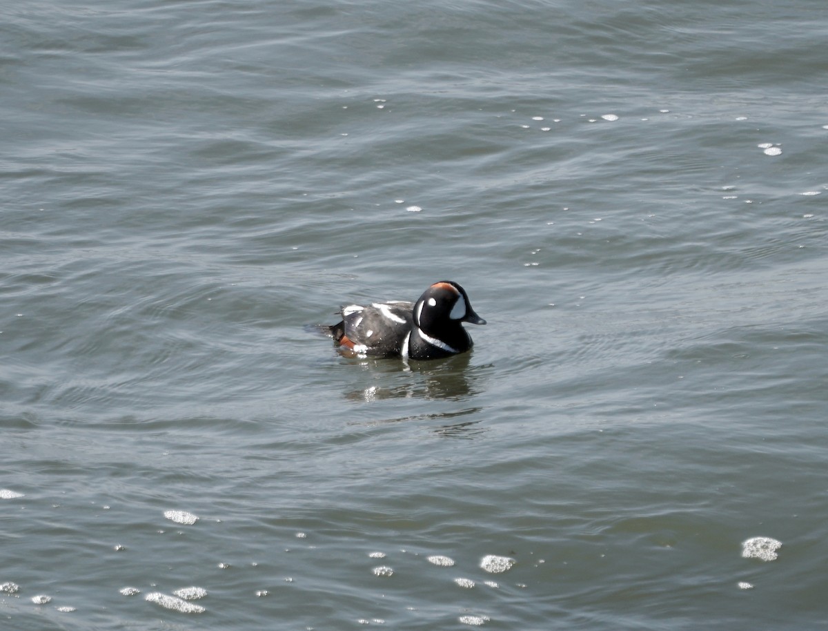 Harlequin Duck - ML620564085