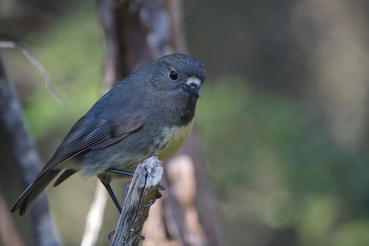 South Island Robin - ML620564086