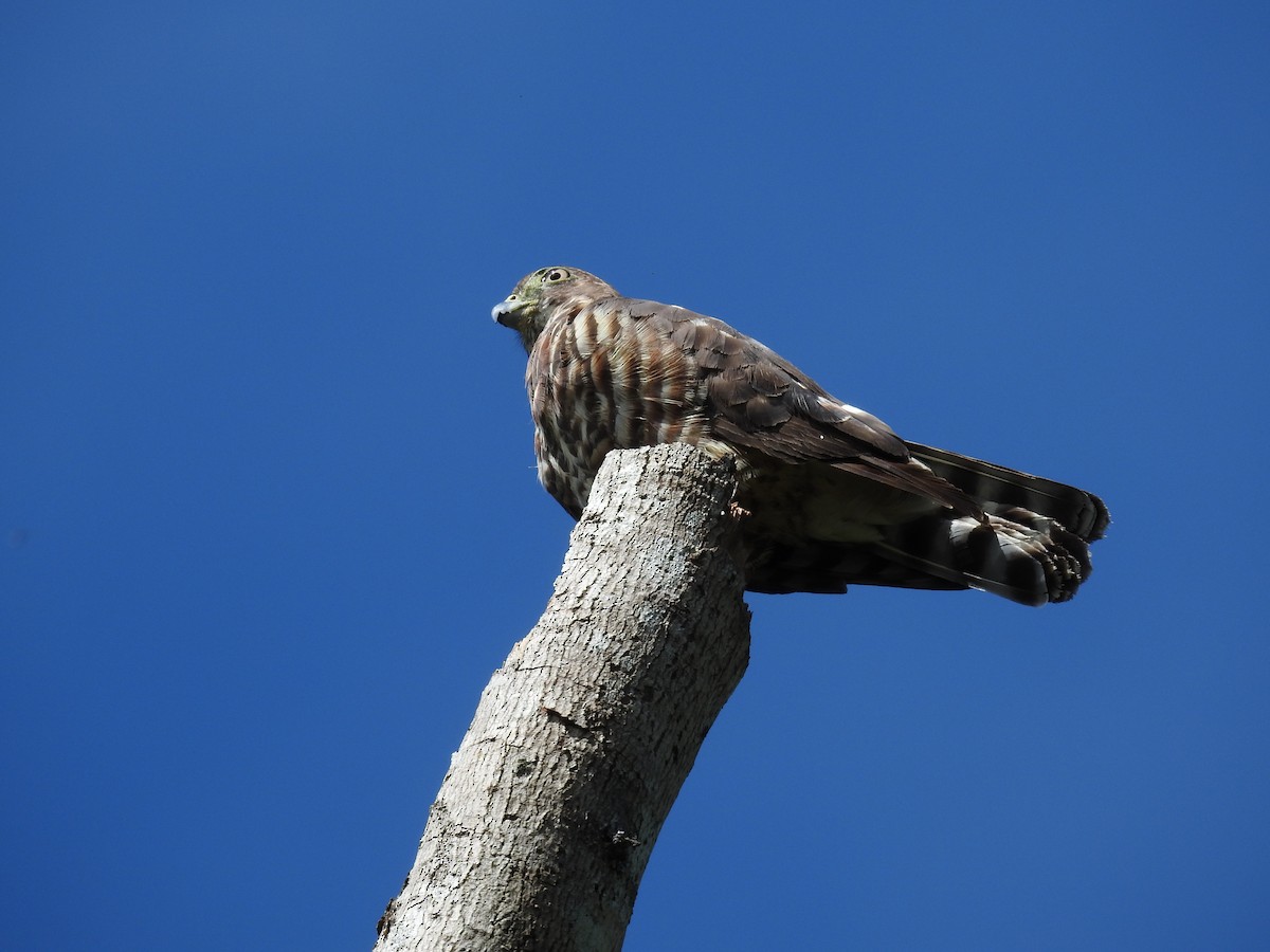 Double-toothed Kite - ML620564090