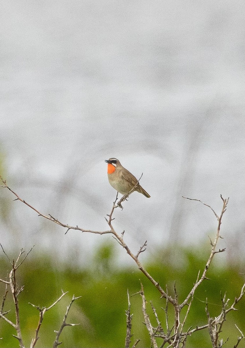 Siberian Rubythroat - ML620564093