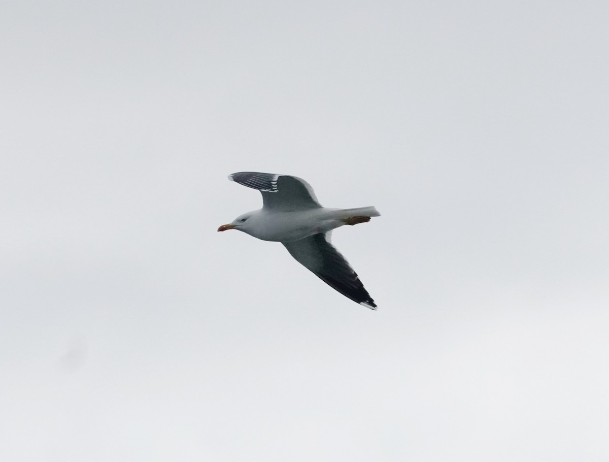 Herring Gull - ML620564096