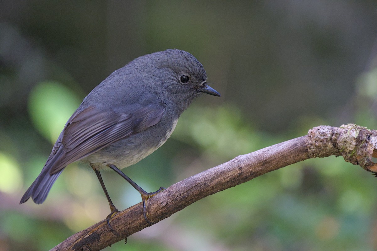 South Island Robin - ML620564097