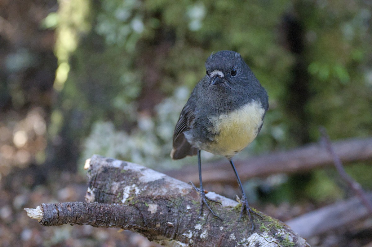 South Island Robin - Christopher Tuffley