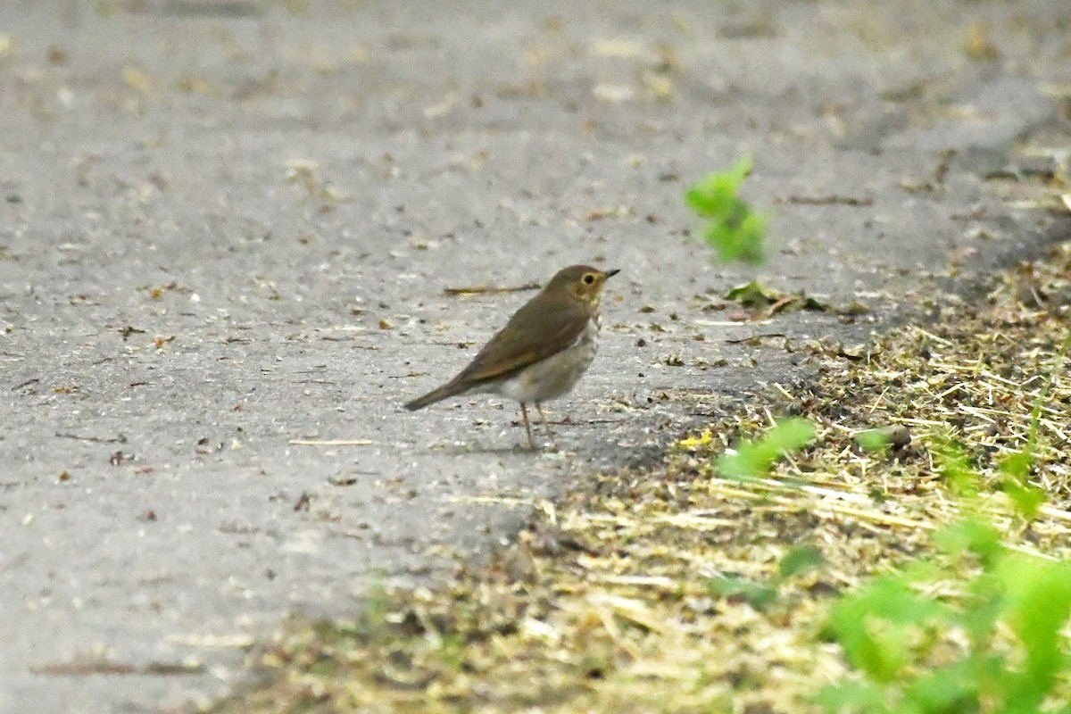 Swainson's Thrush - ML620564101