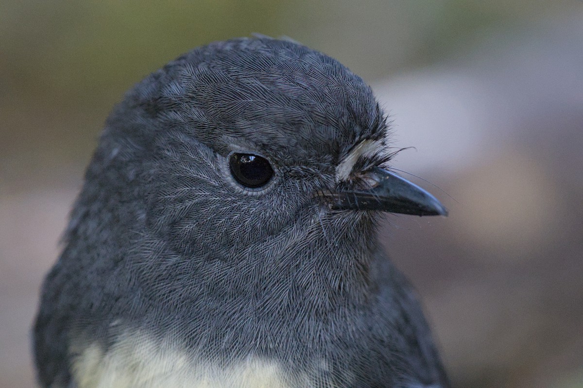 South Island Robin - ML620564102