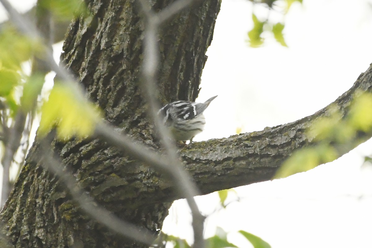 Black-and-white Warbler - ML620564108