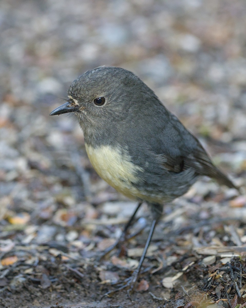 South Island Robin - ML620564110