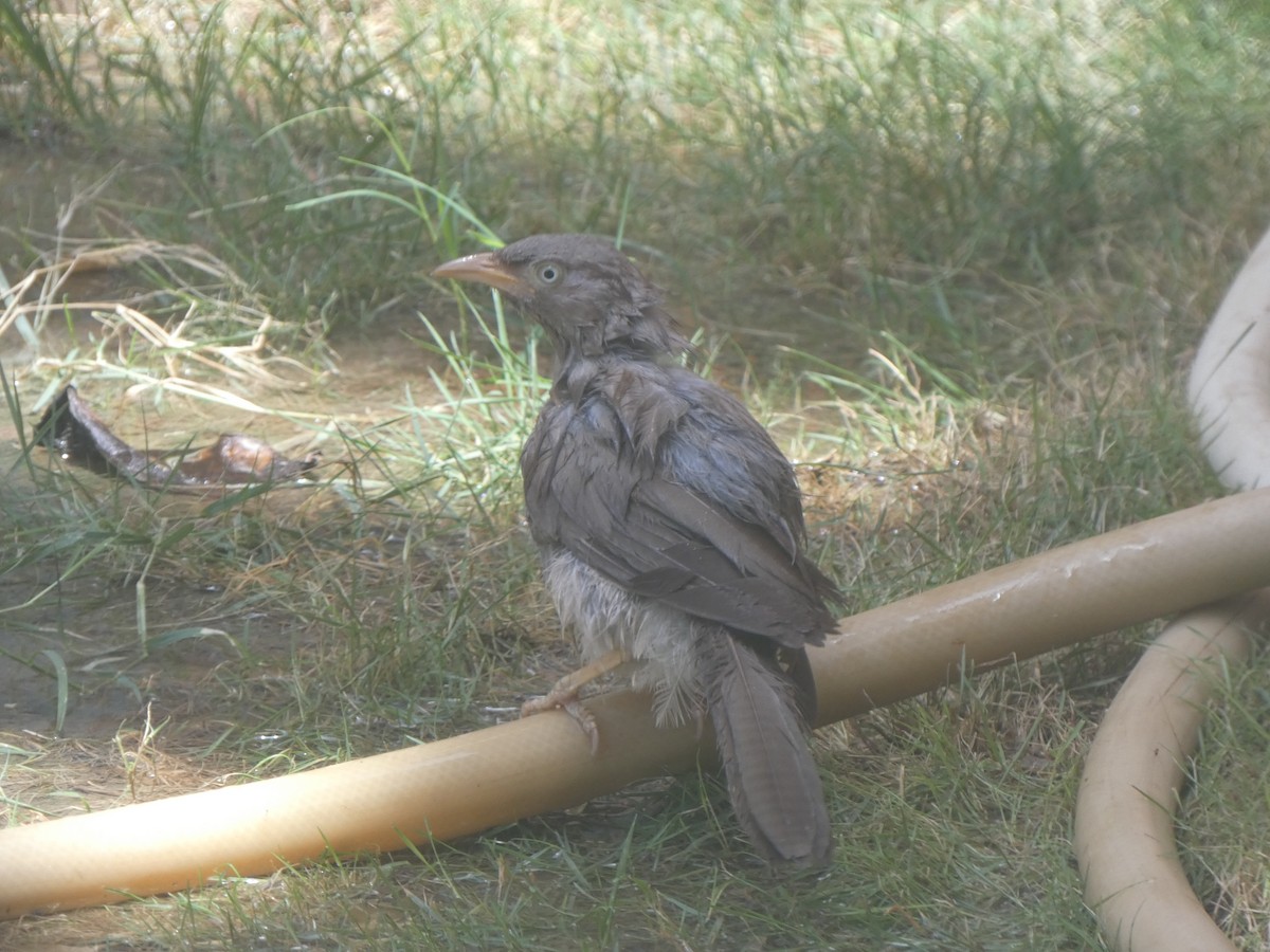 Jungle Babbler - ML620564111