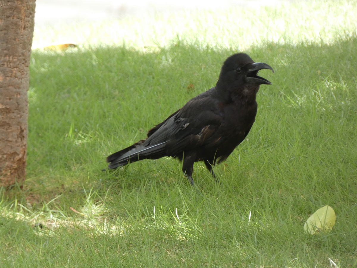 Corbeau à gros bec - ML620564113