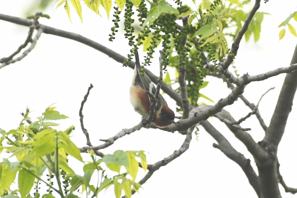 Bay-breasted Warbler - ML620564116