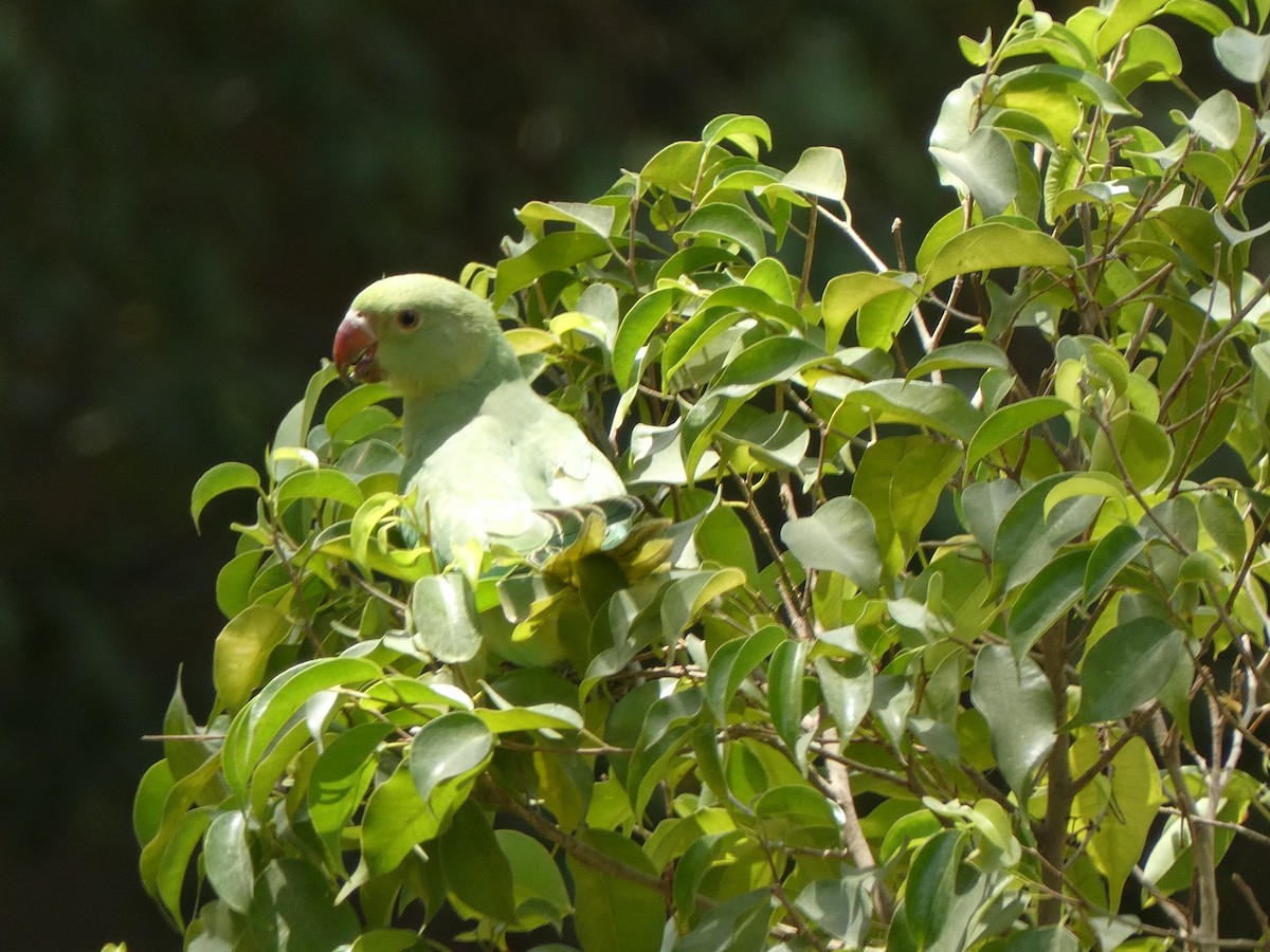 Rose-ringed Parakeet - ML620564117