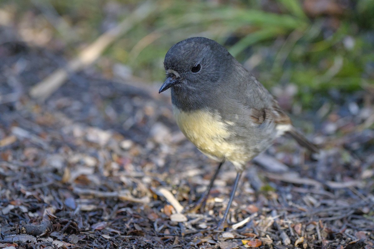 South Island Robin - ML620564118