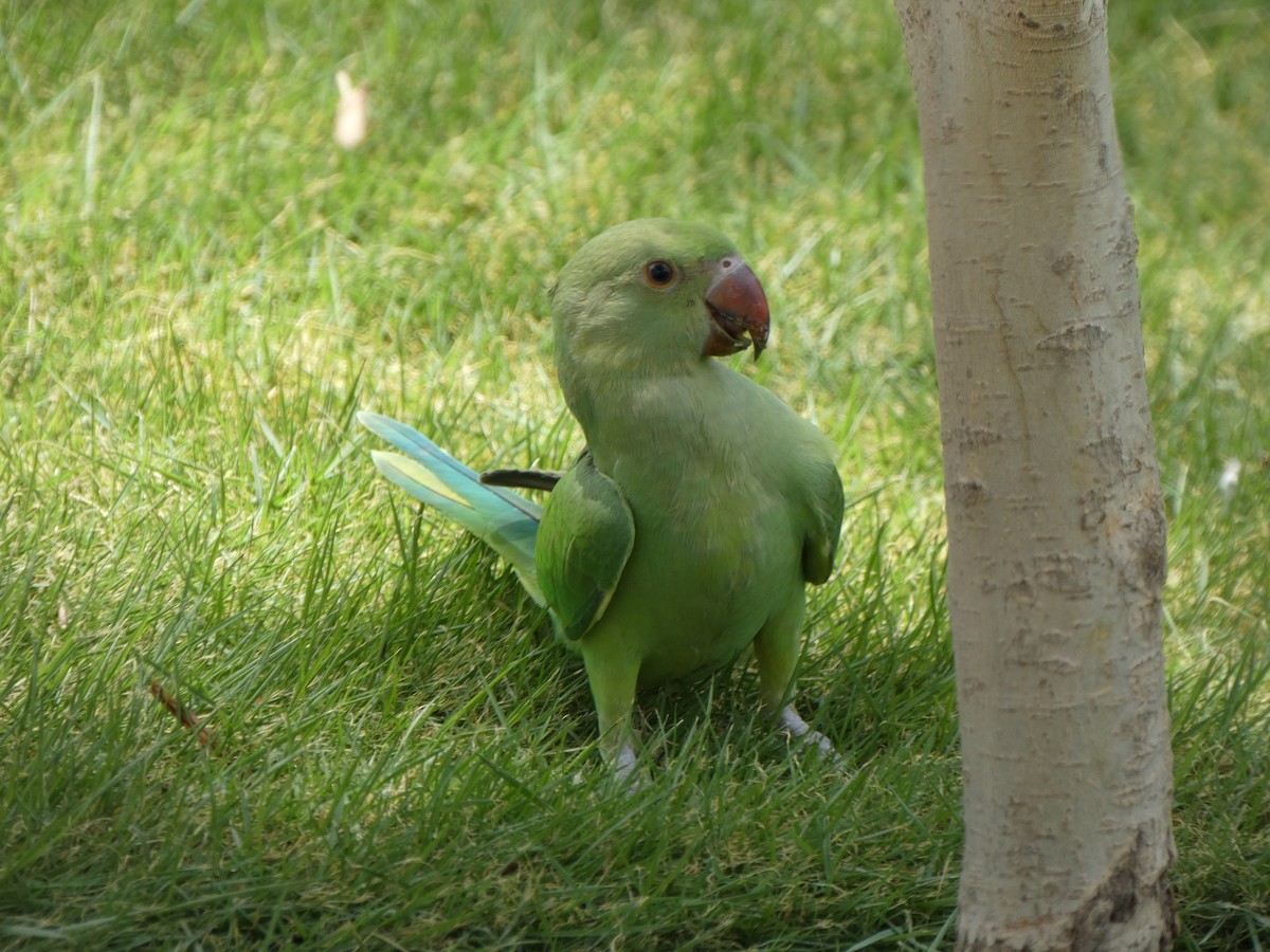 Rose-ringed Parakeet - ML620564119