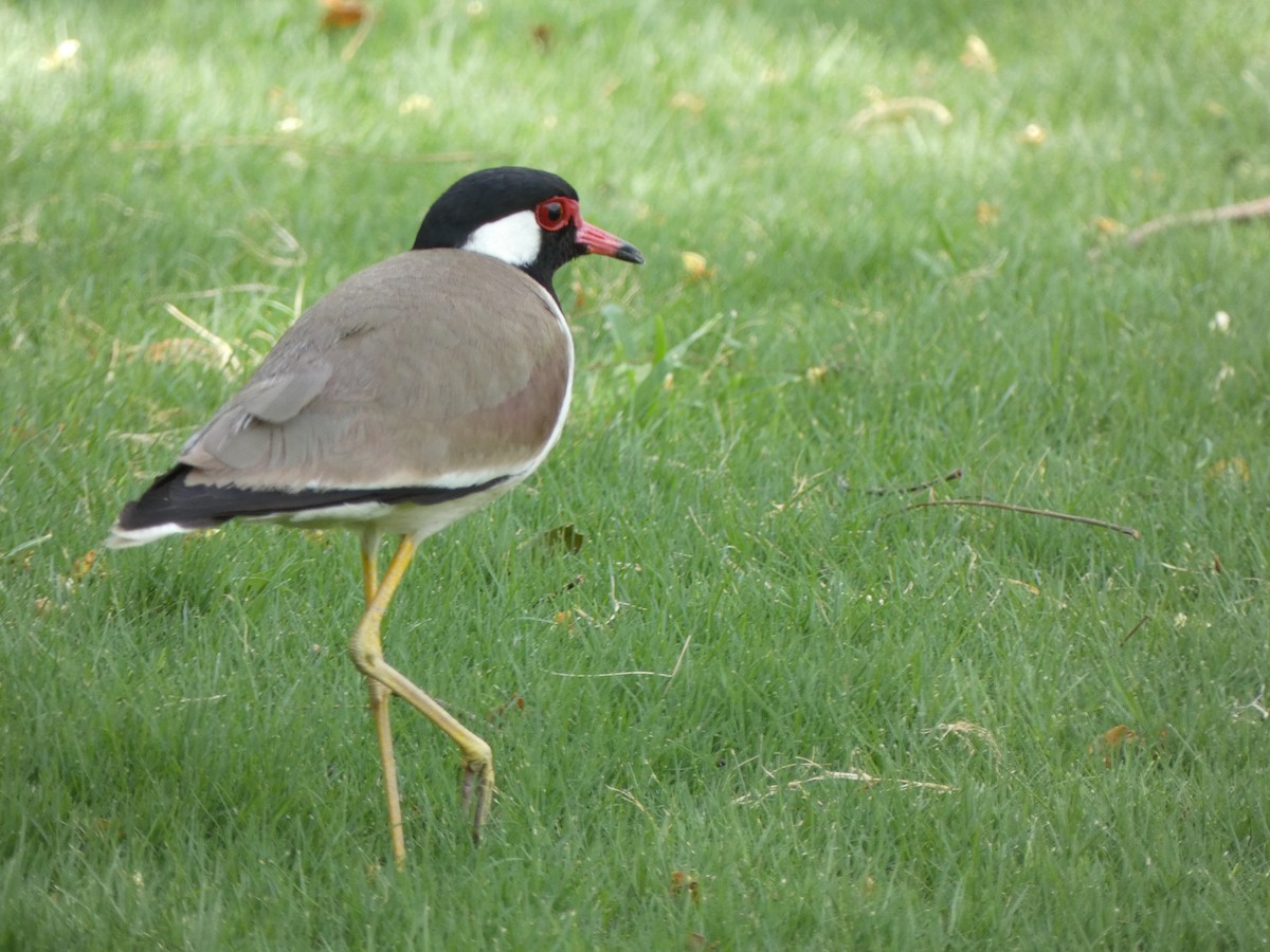 Red-wattled Lapwing - ML620564120