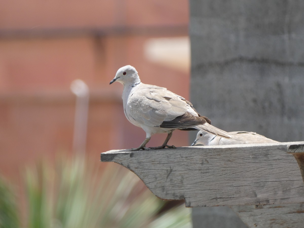 Eurasian Collared-Dove - ML620564121