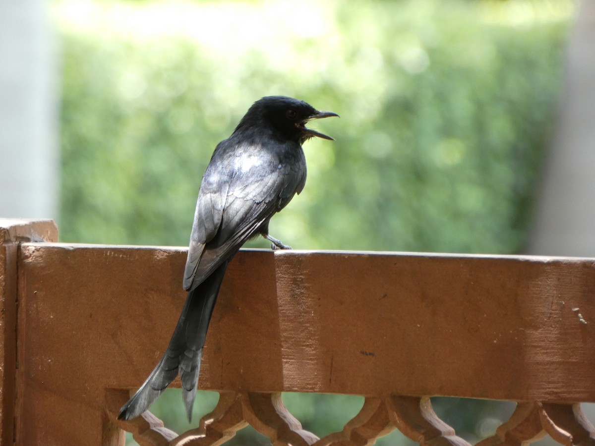 Black Drongo - ML620564123