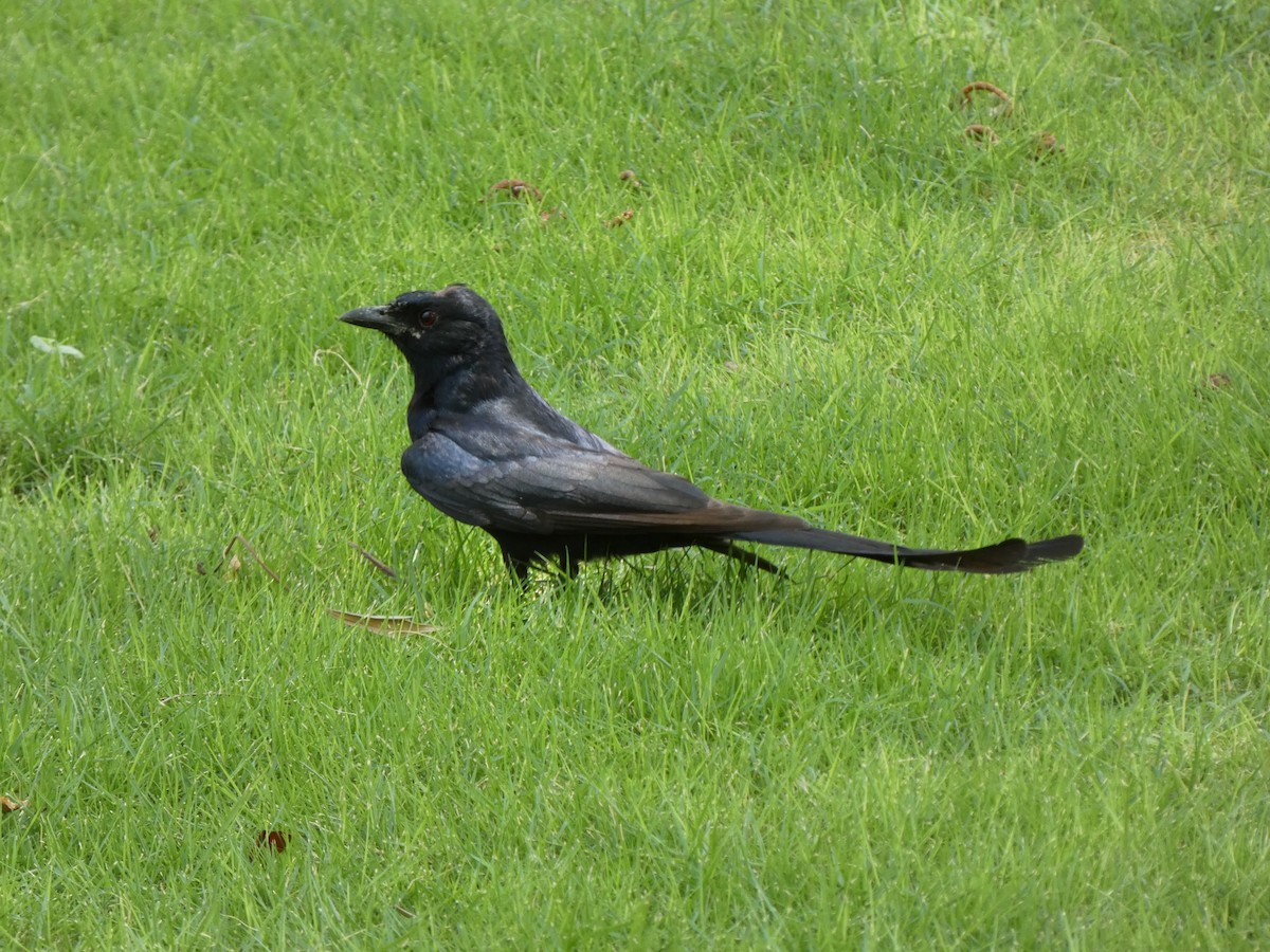 Хар доронго - ML620564124