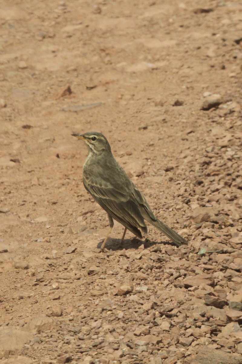 African Pipit - Roger Hurt