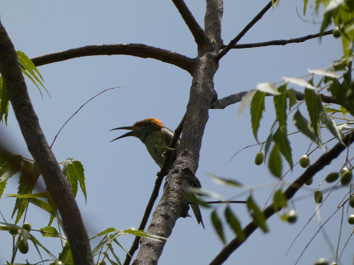 Asian Green Bee-eater - ML620564127