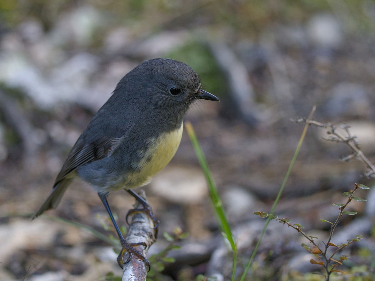 South Island Robin - ML620564128