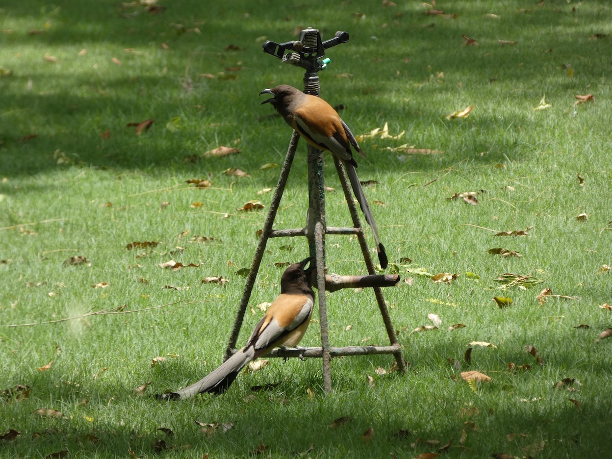 Rufous Treepie - ML620564131