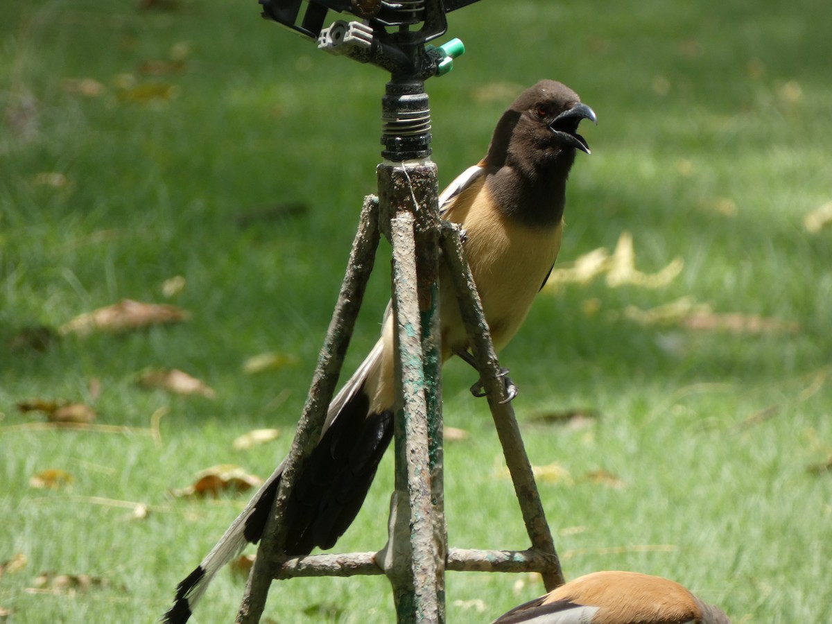 Rufous Treepie - ML620564132