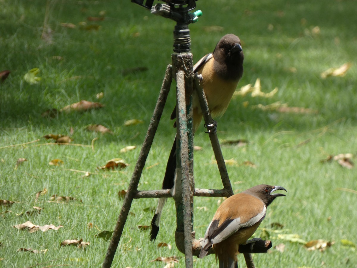 Rufous Treepie - ML620564133