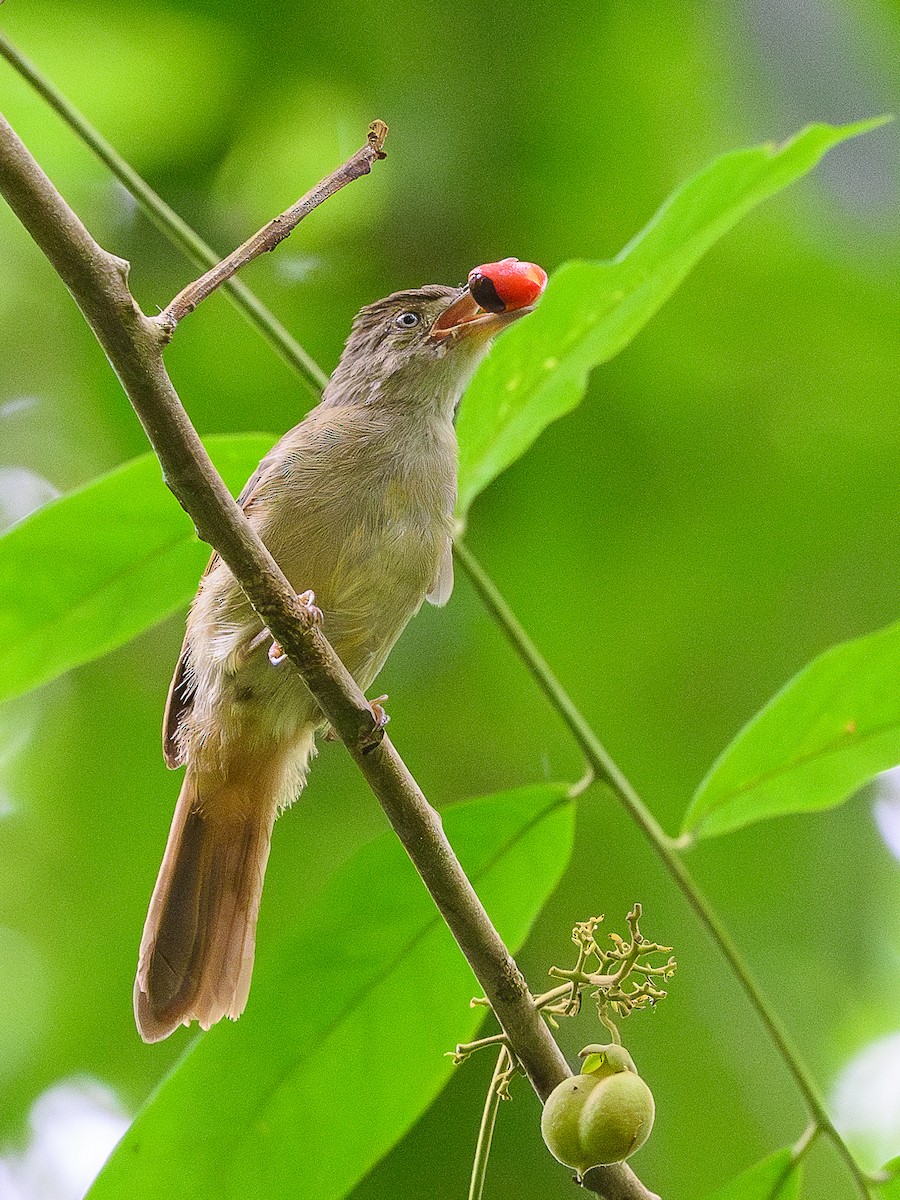 Bulbul Verdoso - ML620564134