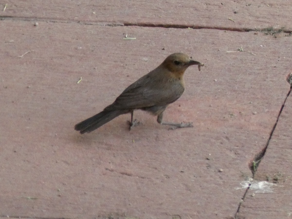 Brown Rock Chat - ML620564137