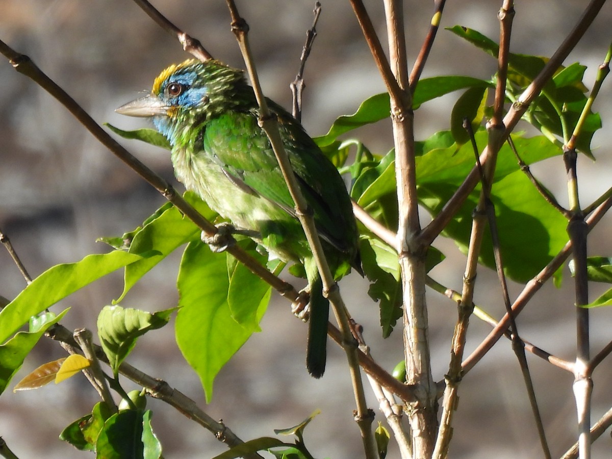 Yellow-fronted Barbet - ML620564138