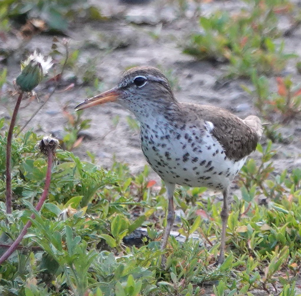 Spotted Sandpiper - ML620564149