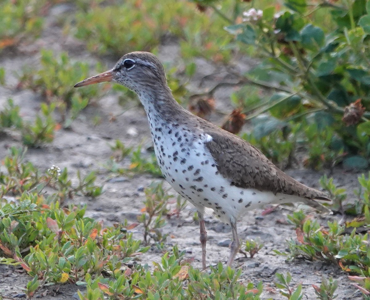 Spotted Sandpiper - ML620564150