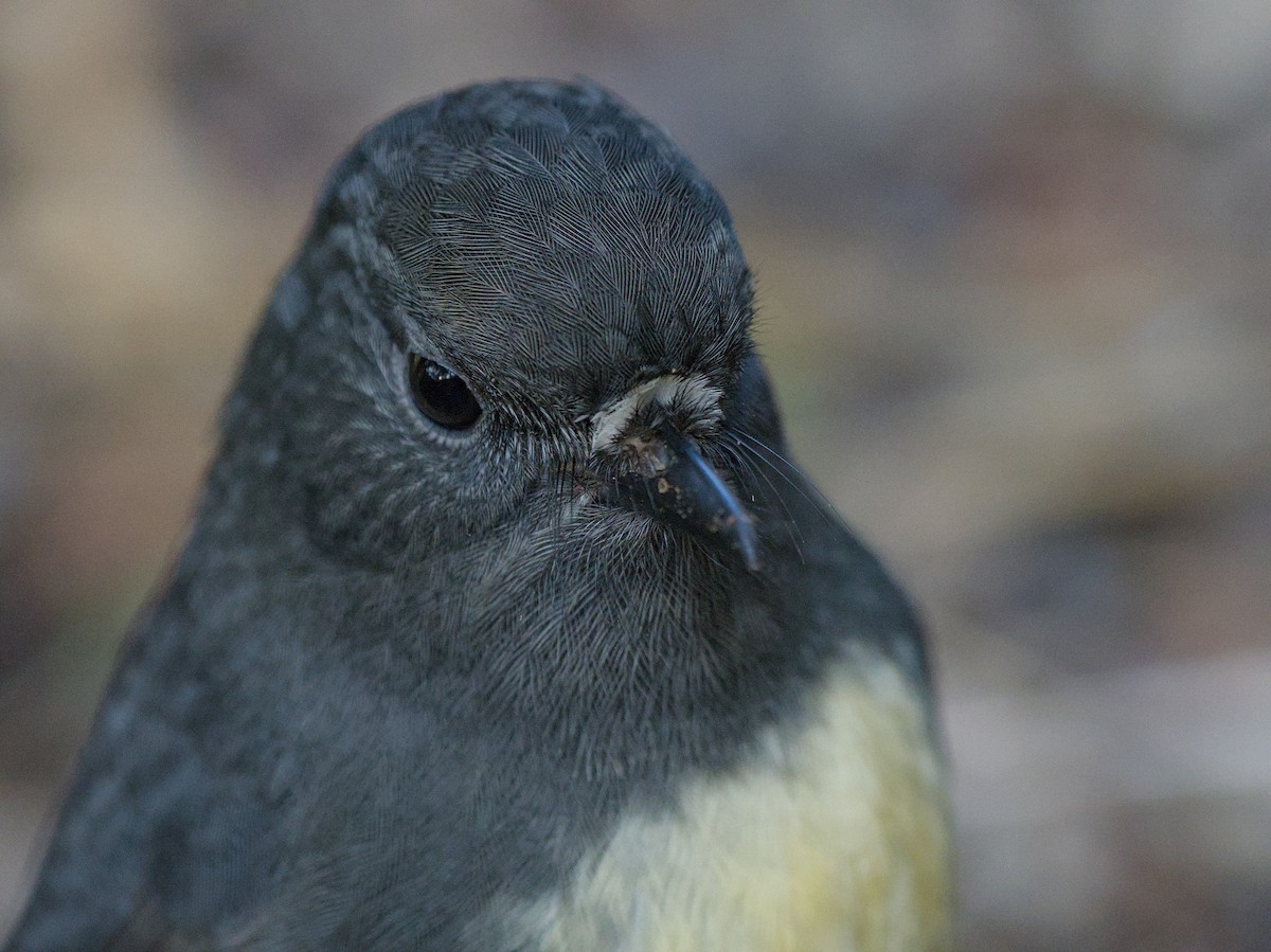 South Island Robin - ML620564152