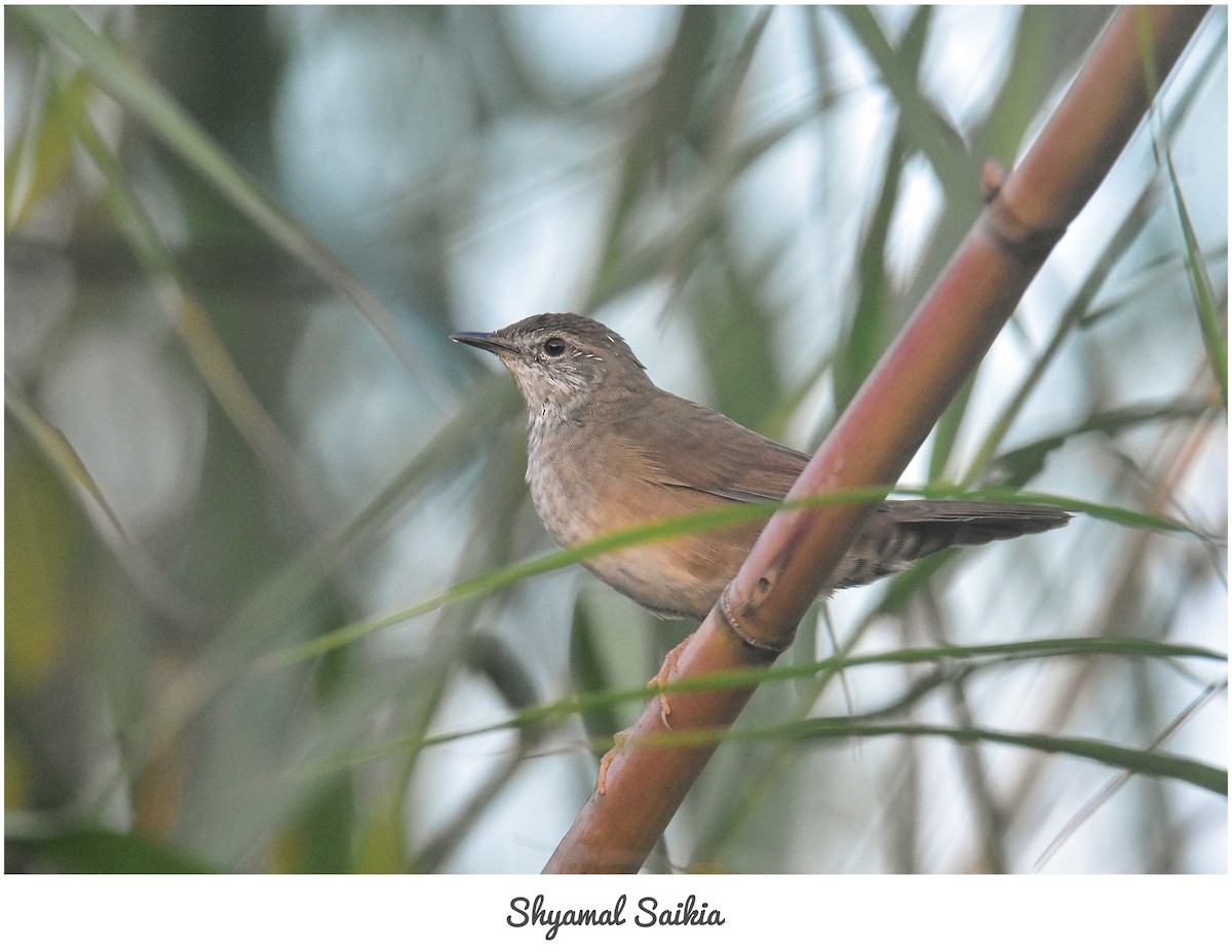 West Himalayan Bush Warbler - ML620564184