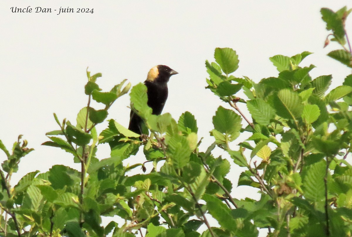 Bobolink - Daniel Demers 🦉