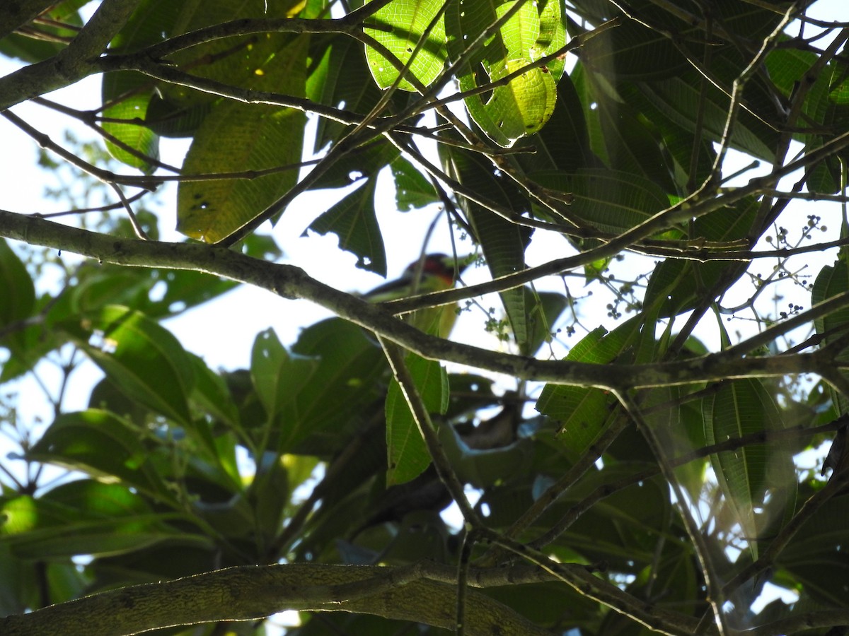 Red-headed Barbet - ML620564190