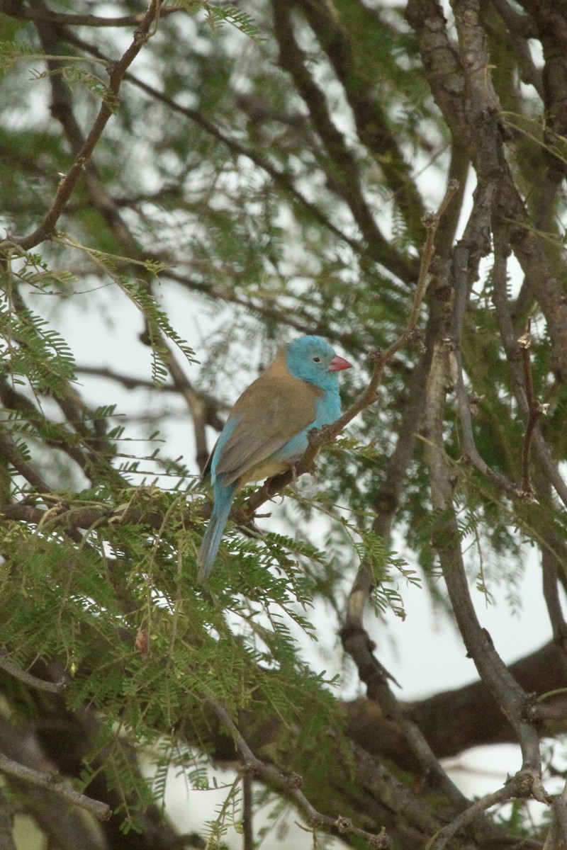 Cordonbleu cyanocéphale - ML620564193