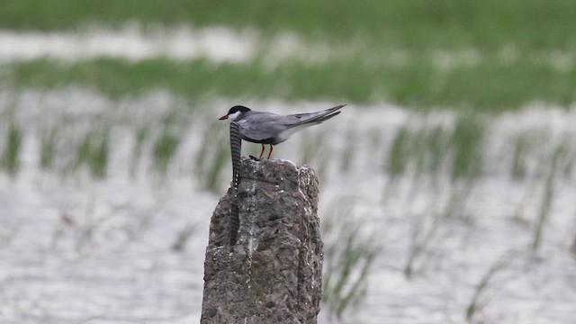 Whiskered Tern - ML620564195