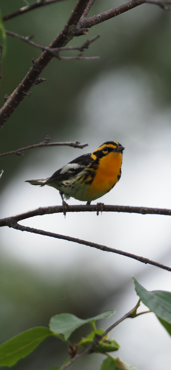 Blackburnian Warbler - ML620564200