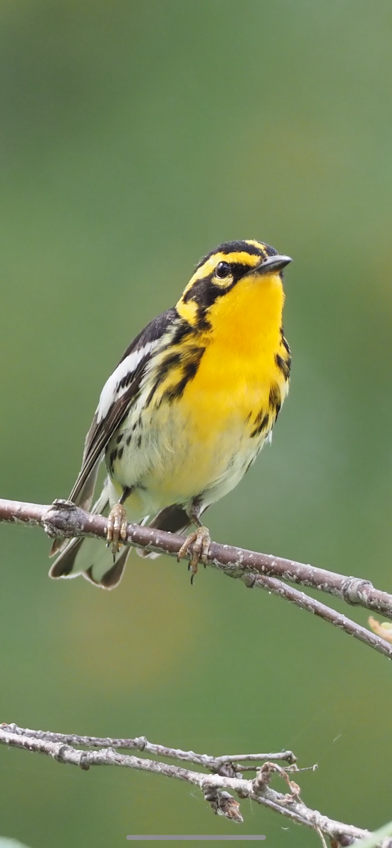 Blackburnian Warbler - ML620564201